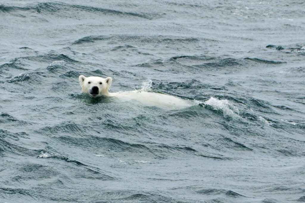 Eisbär_c_FranzNeumeier