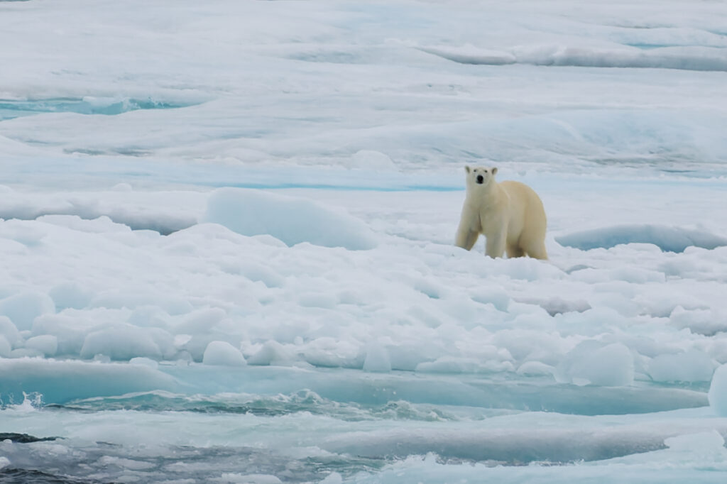 Eisbär_c_FranzNeumeier(2)